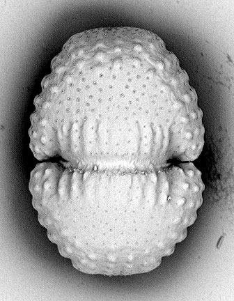 Cosmarium rostafinskii